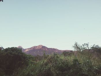 Scenic view of field against clear sky