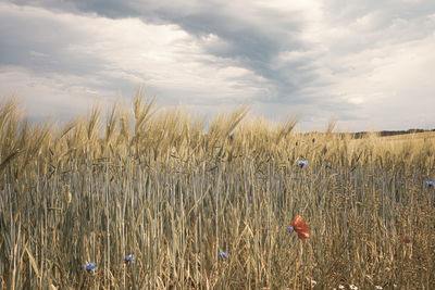 Wheat growing on field against sky