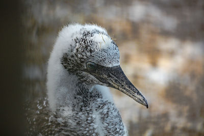 Close-up of swan on lake