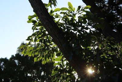 Low angle view of tree against sky