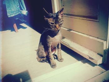 Cat looking at camera