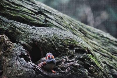 Close-up of bird on rock