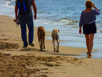 Rear view of couple walking with greyhound dogs at shore