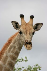 Landscape portrait of wild angolan giraffe giraffa camelopardalis angolensis up close namibia.