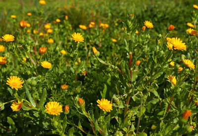 Close-up of yellow flowering plants on field