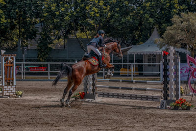 Horse riding horses