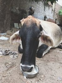 Close-up of cow