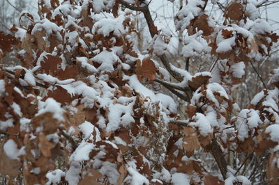 winter