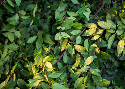 Full frame shot of plants