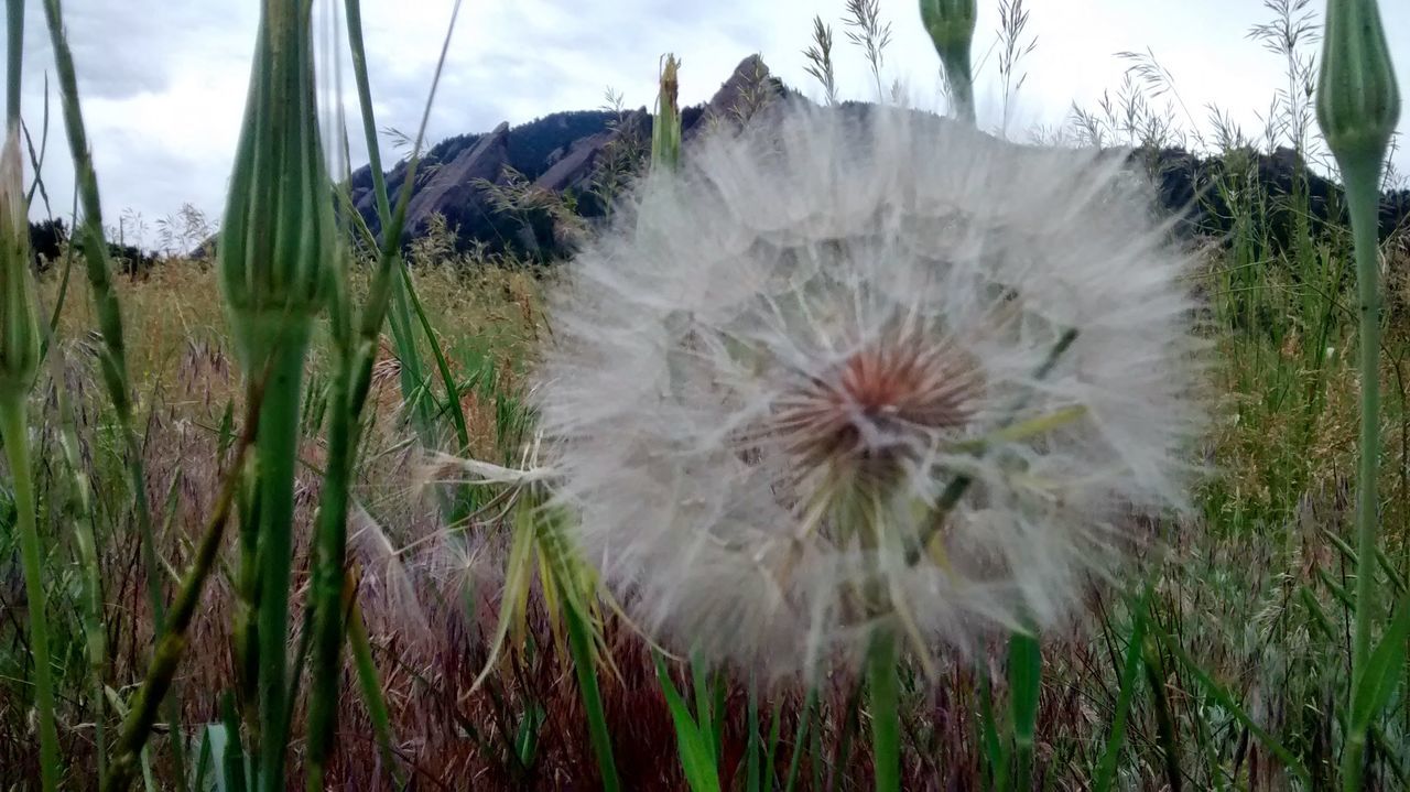 dandelion, flower, growth, fragility, freshness, flower head, single flower, beauty in nature, nature, close-up, plant, softness, uncultivated, white color, field, focus on foreground, stem, wildflower, dandelion seed, day