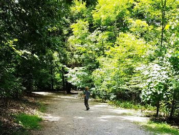 Footpath amidst trees