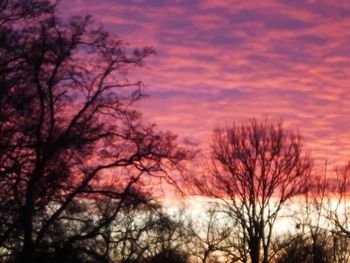 Low angle view of bare trees against sky