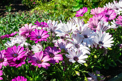 Close-up of pink flowering plants on field