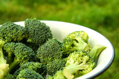 Hand holding broccoli in white plate closeup nature background. healthy green organic raw broccoli 