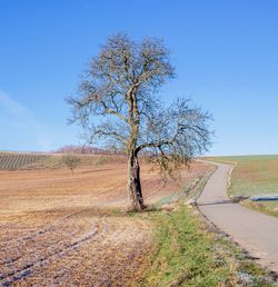 Tree by road on field against clear blue sky