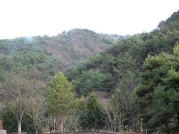 Scenic view of forest against clear sky