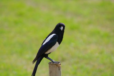 Close-up of bird perching on wood