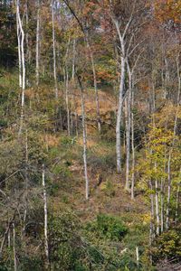 Pine trees in forest