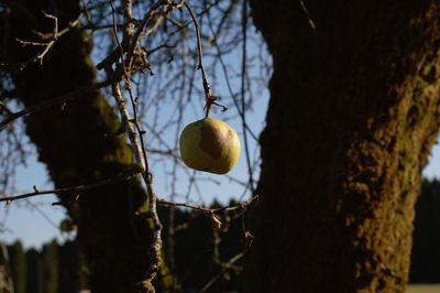 Low angle view of fruits hanging on tree