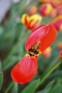 Close-up of bee pollinating on flower