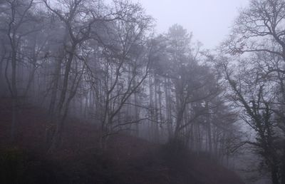 Bare trees in forest during foggy weather