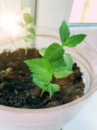 High angle view of potted plant