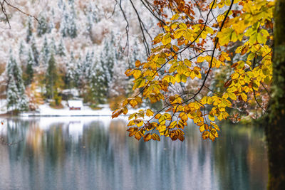 Reflection of autumn trees in lake