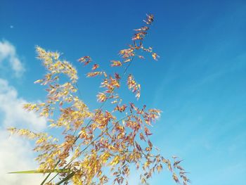 Low angle view of tree against clear blue sky