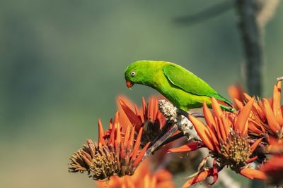 Close-up of parrot on plant