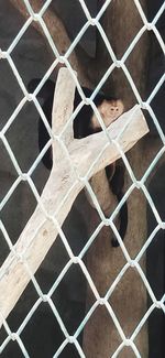 Portrait of man seen through chainlink fence