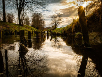 Reflection of trees in lake