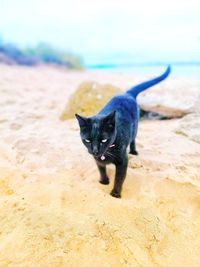 Portrait of black cat on land