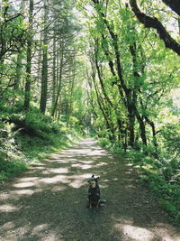 Dog amidst trees in forest