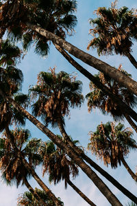 Low angle view of palm trees against sky