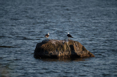 Birds perching on rock in sea