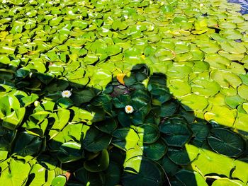 Two couple lotus leaf  shadow