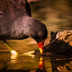 Close-up of moorhen foraging in lake