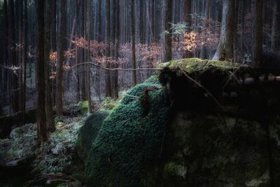 Moss growing on tree trunk