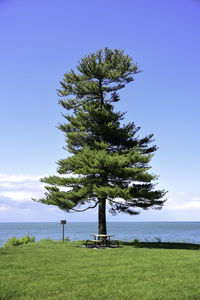 Tree on field by sea against sky