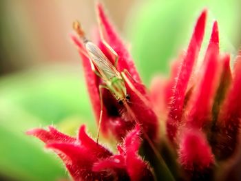 Close-up of insect on red flower