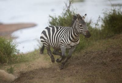 Zebra standing on field