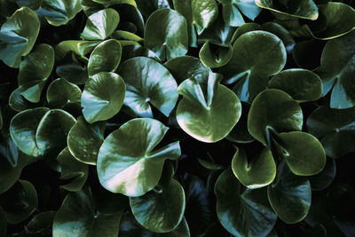 Full frame shot of flowering plants