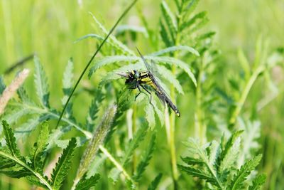 Dragonfly eating bug on plant