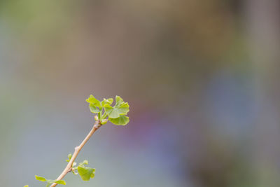 Close-up of flowering plant