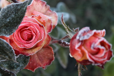 Close-up of red rose