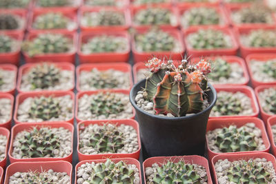 Close-up of potted plants