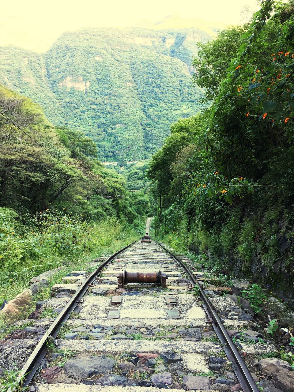 tree, railroad track, transportation, forest, non-urban scene, water, tranquil scene, travel, scenics, travel destinations, mountain, tranquility, nature, green color, growth, beauty in nature, journey, tourism, the way forward, stream, vacations, day, curve, outdoors, diminishing perspective, green