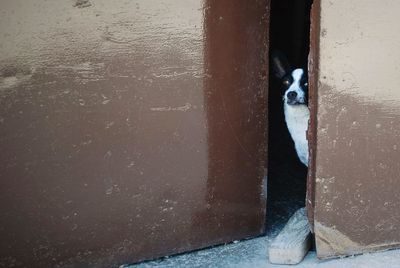 Dog looking through door