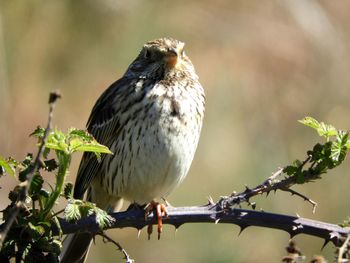 Close-up of bird perching on branch