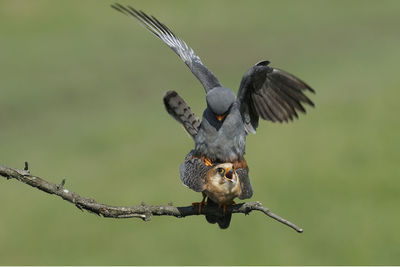 Close-up of bird flying